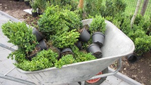 buxus planten